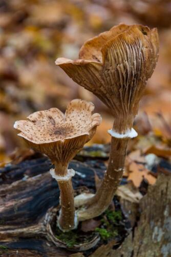 Inge Lub - Clubuitje Heiloerbos - 1